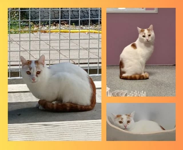 Hermann, rot male young Mixed Breed for adoption at Tierschutzverein Rosenheim, Rosenheim