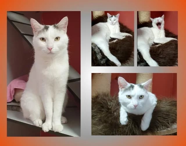 Walter, male 6yo Mixed Breed for adoption at Tierschutzverein Rosenheim, Rosenheim