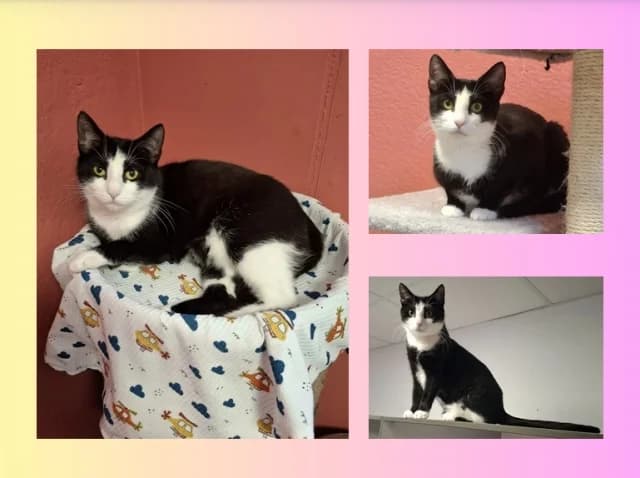 Ayla *reserviert*, schwarz female 3yo Mixed Breed for adoption at Tierschutzverein Rosenheim, Rosenheim