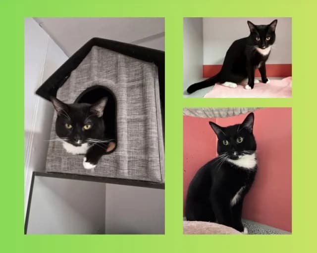 Atari *reserviert*, schwarz male 3yo Mixed Breed for adoption at Tierschutzverein Rosenheim, Rosenheim