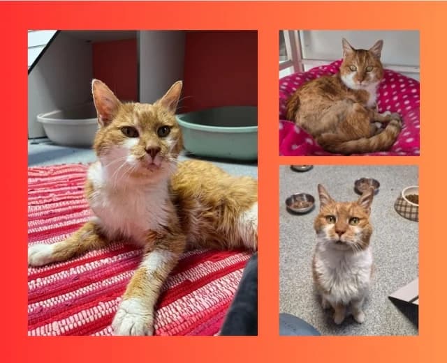 Uwe, rot male senior Mixed Breed for adoption at Tierschutzverein Rosenheim, Rosenheim