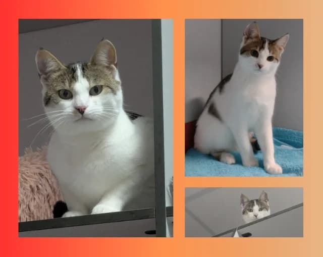 Hensel, male young Mixed Breed for adoption at Tierschutzverein Rosenheim, Rosenheim