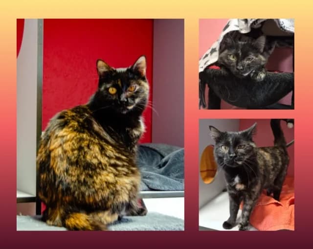Sina *reserviert*, female young Mixed Breed for adoption at Tierschutzverein Rosenheim, Rosenheim