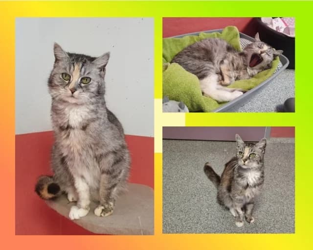 Shelly, female senior Mixed Breed for adoption at Tierschutzverein Rosenheim, Rosenheim