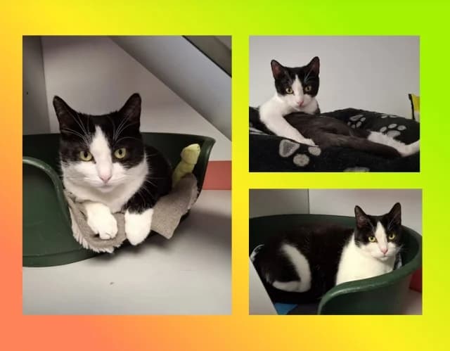 Sophie, schwarz female 5yo Mixed Breed for adoption at Tierschutzverein Rosenheim, Rosenheim