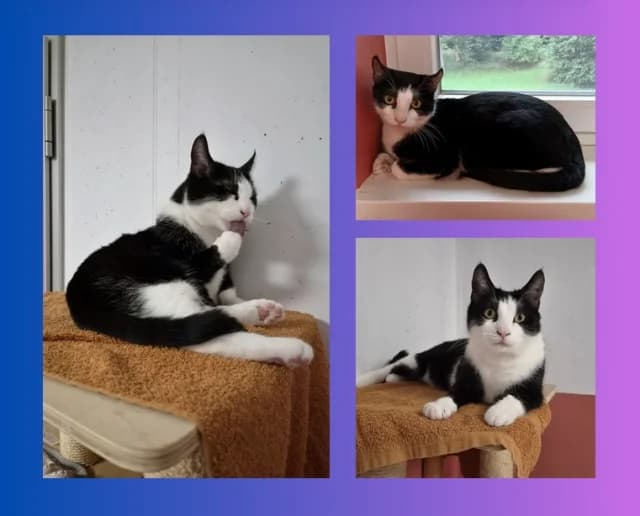 Hansi, schwarz male senior Mixed Breed for adoption at Tierschutzverein Rosenheim, Rosenheim