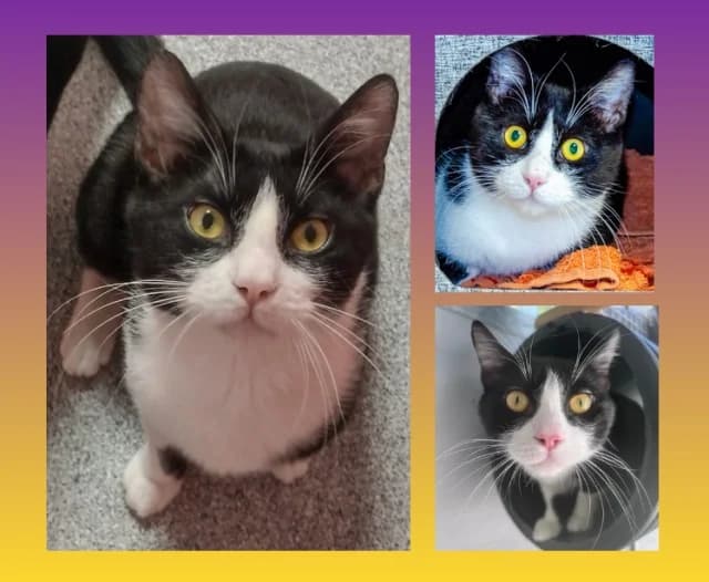 Leon, schwarz male 7yo Mixed Breed for adoption at Tierschutzverein Rosenheim, Rosenheim