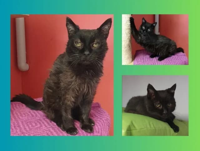 Meeko, schwarz male senior Mixed Breed for adoption at Tierschutzverein Rosenheim, Rosenheim