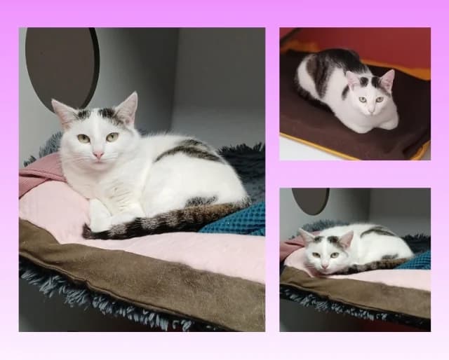 Ayleen, female young Mixed Breed for adoption at Tierschutzverein Rosenheim, Rosenheim