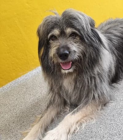 Pauli, male young Mixed Breed for adoption at Tierschutzverein Rosenheim, Rosenheim