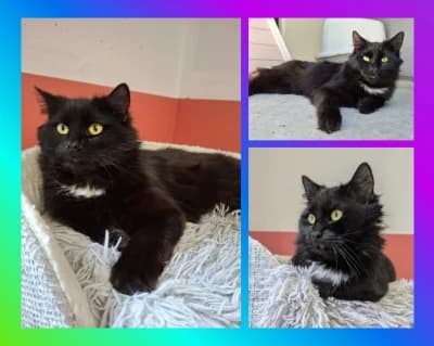 Mutha *reserviert*, schwarz male young Mixed Breed for adoption at Tierschutzverein Rosenheim, Rosenheim