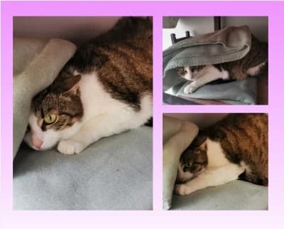 Peterle, male senior Mixed Breed for adoption at Tierschutzverein Rosenheim, Rosenheim