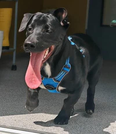 Churro, male puppy Mixed Breed for adoption at Tierschutzverein Rosenheim, Rosenheim