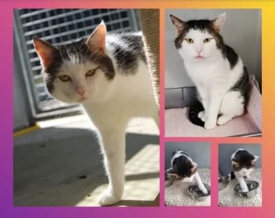 Knödel, male 7yo Mixed Breed for adoption at Tierschutzverein Rosenheim, Rosenheim