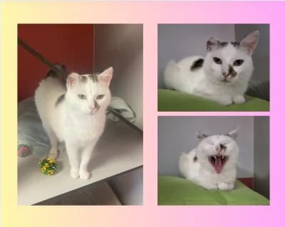 Elsa, female senior Mixed Breed for adoption at Tierschutzverein Rosenheim, Rosenheim