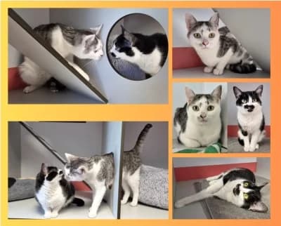 Marlo & Keno, schwarz male 4yo Mixed Breed for adoption at Tierschutzverein Rosenheim, Rosenheim
