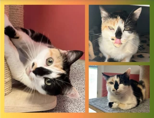 Ponyo, tricolor female 4yo Mixed Breed for adoption at Tierschutzverein Rosenheim, Rosenheim