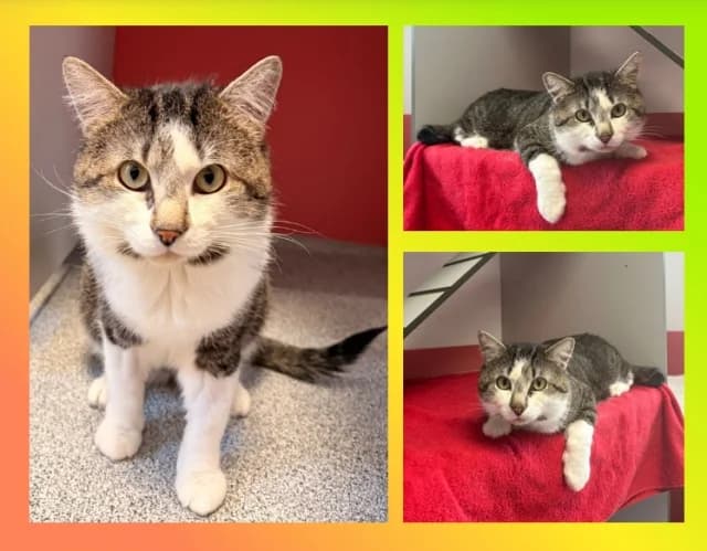 Bandit, male 3yo Mixed Breed for adoption at Tierschutzverein Rosenheim, Rosenheim