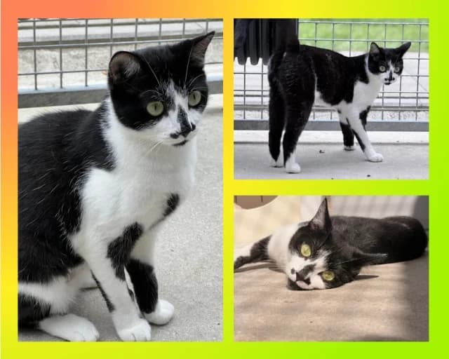 Cleo, schwarz female young Mixed Breed for adoption at Tierschutzverein Rosenheim, Rosenheim