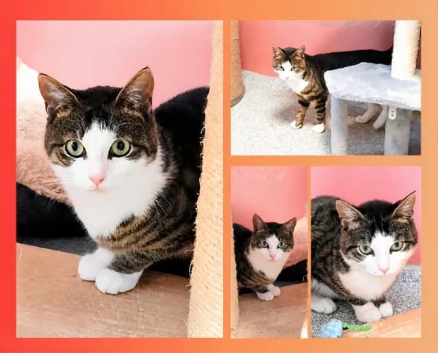 Bowie, male young Mixed Breed for adoption at Tierschutzverein Rosenheim, Rosenheim