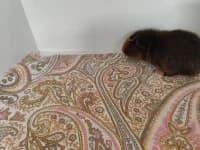 Ron, rot male puppy Mixed Breed for adoption at Tierschutzverein Rosenheim, Rosenheim