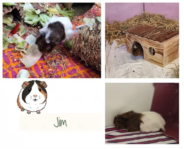 Jim, braun male puppy Mixed Breed for adoption at Tierschutzverein Rosenheim, Rosenheim