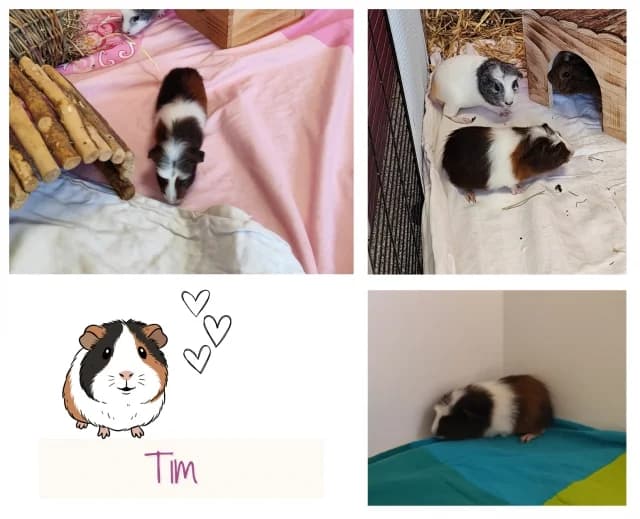 Tim, braun male puppy Mixed Breed for adoption at Tierschutzverein Rosenheim, Rosenheim