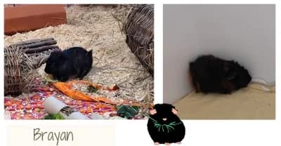 Brayan, schwarz male puppy Mixed Breed for adoption at Tierschutzverein Rosenheim, Rosenheim