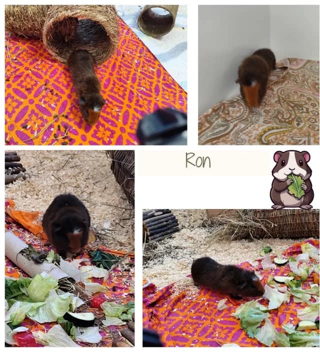 Ron, rot male puppy Mixed Breed for adoption at Tierschutzverein Rosenheim, Rosenheim