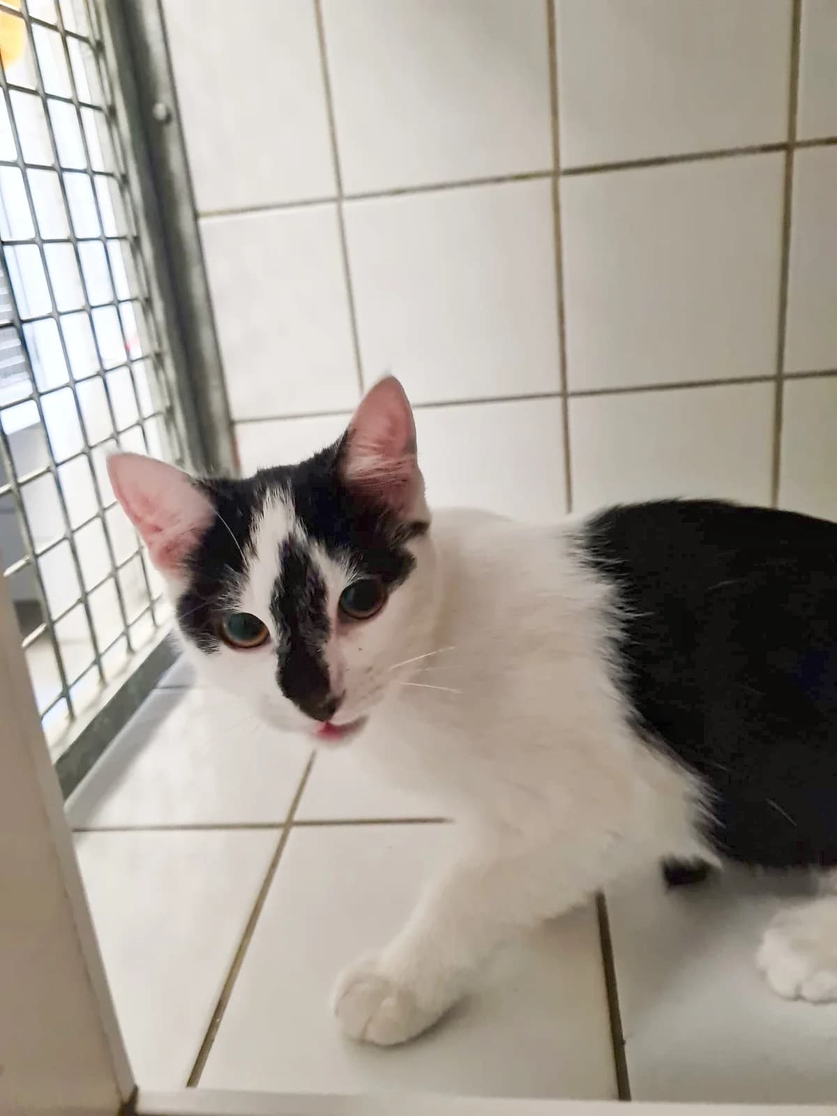 Kittney, male puppy Mixed Breed for adoption at Tierschutzverein Rotenburg a.d.F. e.V.