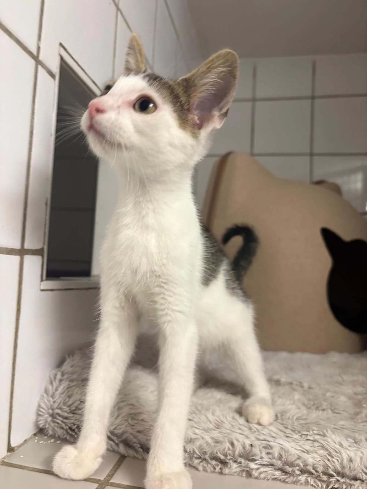 Rettich, male puppy Mixed Breed for adoption at Tierschutzverein Rotenburg a.d.F. e.V.