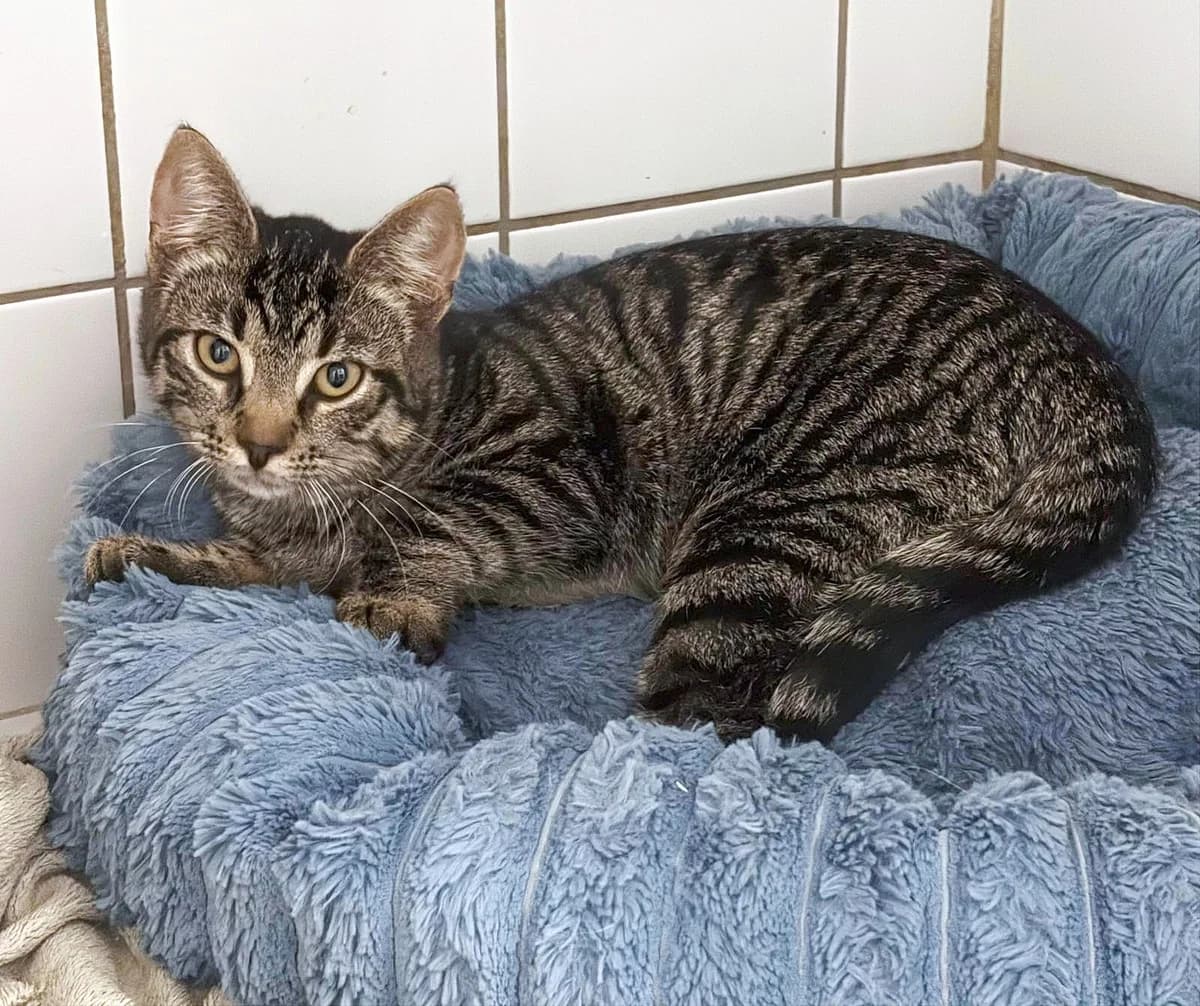 Bohne, female puppy Mixed Breed for adoption at Tierschutzverein Rotenburg a.d.F. e.V.