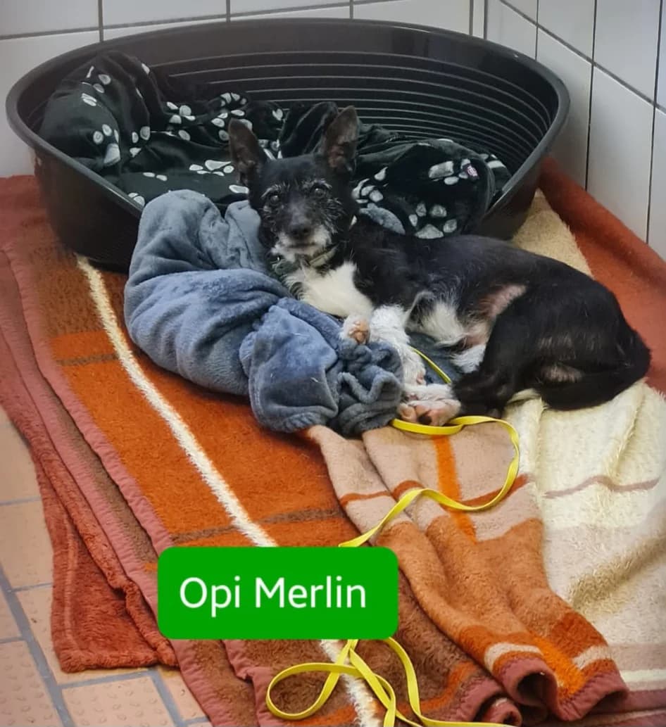 Merlin, male puppy Mixed Breed for adoption at Tierschutzverein Rotenburg a.d.F. e.V.