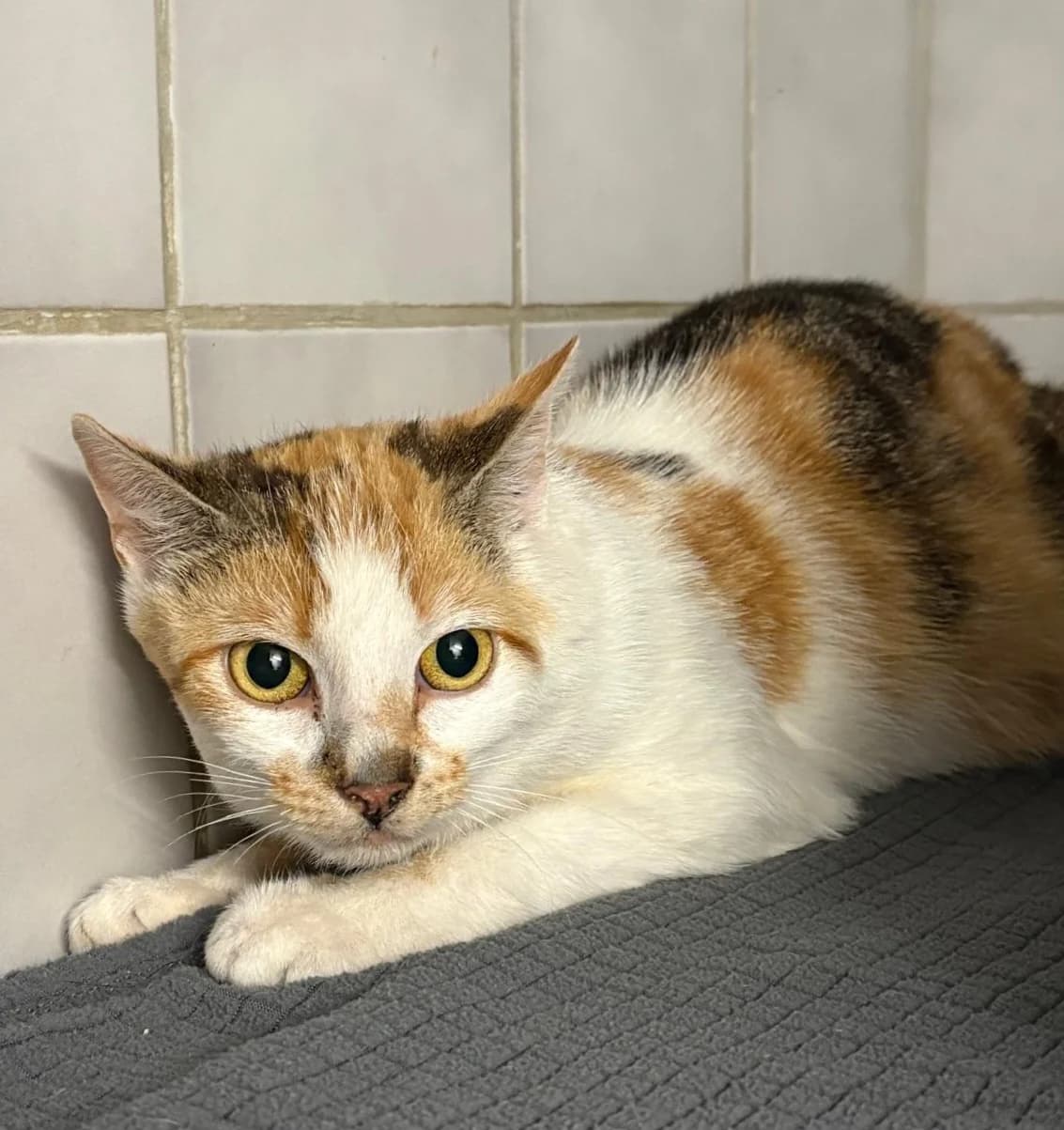Hermine mit 5 Kitten, female puppy Mixed Breed for adoption at Tierschutzverein Rotenburg a.d.F. e.V.