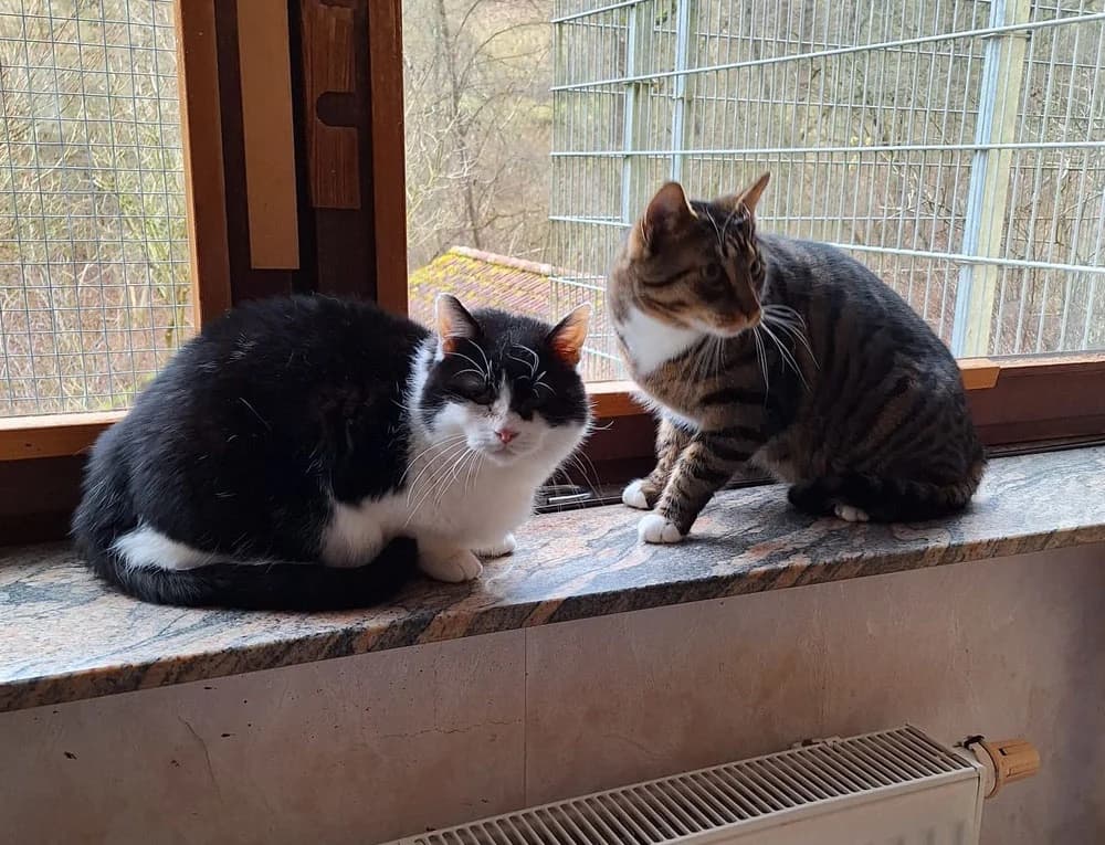 Felix und Harry suchen ein Zuhause, schwarz senior Mixed Breed for adoption at Tierschutzverein Rotenburg a.d.F. 1879 e.V.