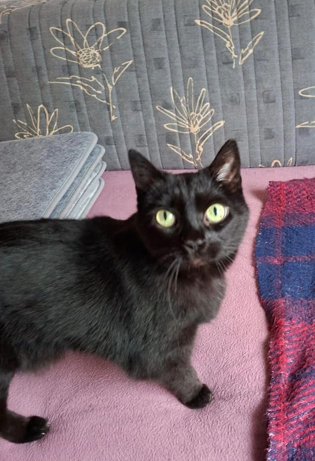 Unser schwarzer Kater Ernst, male senior Mixed Breed for adoption at Tierschutzverein Rotenburg a.d.F. 1879 e.V.