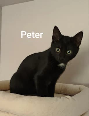 Geschwister Peter und Piewi, Mixed Breed for adoption at Tierschutzverein Rotenburg a.d.F. 1879 e.V.