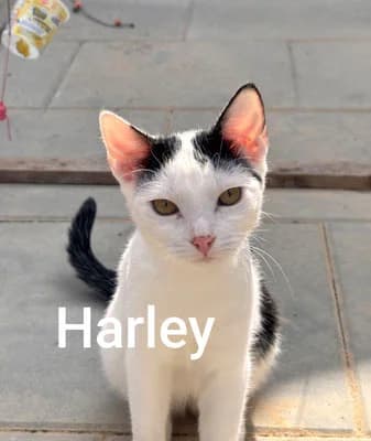 und weiter gehts mit Harley, Joker udn Charly, Mixed Breed for adoption at Tierschutzverein Rotenburg a.d.F. 1879 e.V.