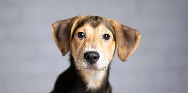 Fenja, female puppy Mixed Breed for adoption at Tierschutzverein Russische Tiere in Not e.V., Gladbeck