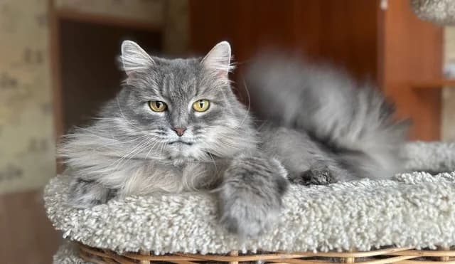 Michelle, male 4yo Mixed Breed for adoption at Tierschutzverein Russische Tiere in Not e.V., Gladbeck