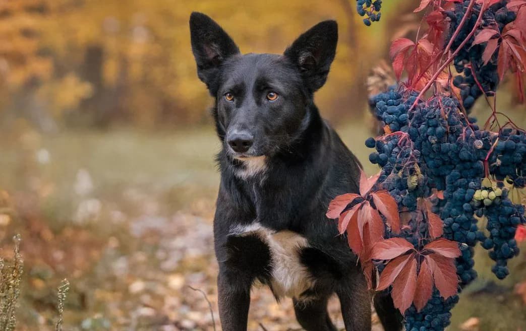 Mira, female 4yo Mixed Breed for adoption at Tierschutzverein Russische Tiere in Not e.V., Gladbeck