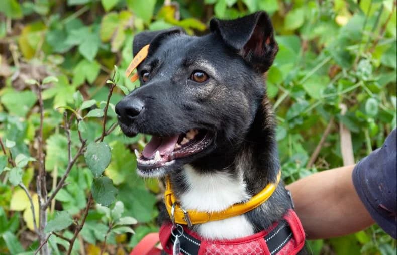 Matilda(reserviert), female young Mixed Breed for adoption at Tierschutzverein Russische Tiere in Not e.V., Gladbeck