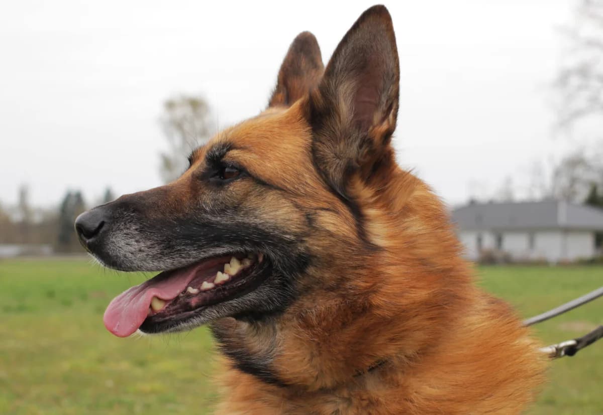 Rada (Pflegestelle 16341 Panketal), male young Mixed Breed for adoption at Tierschutzverein Russische Tiere in Not e.V., Gladbeck