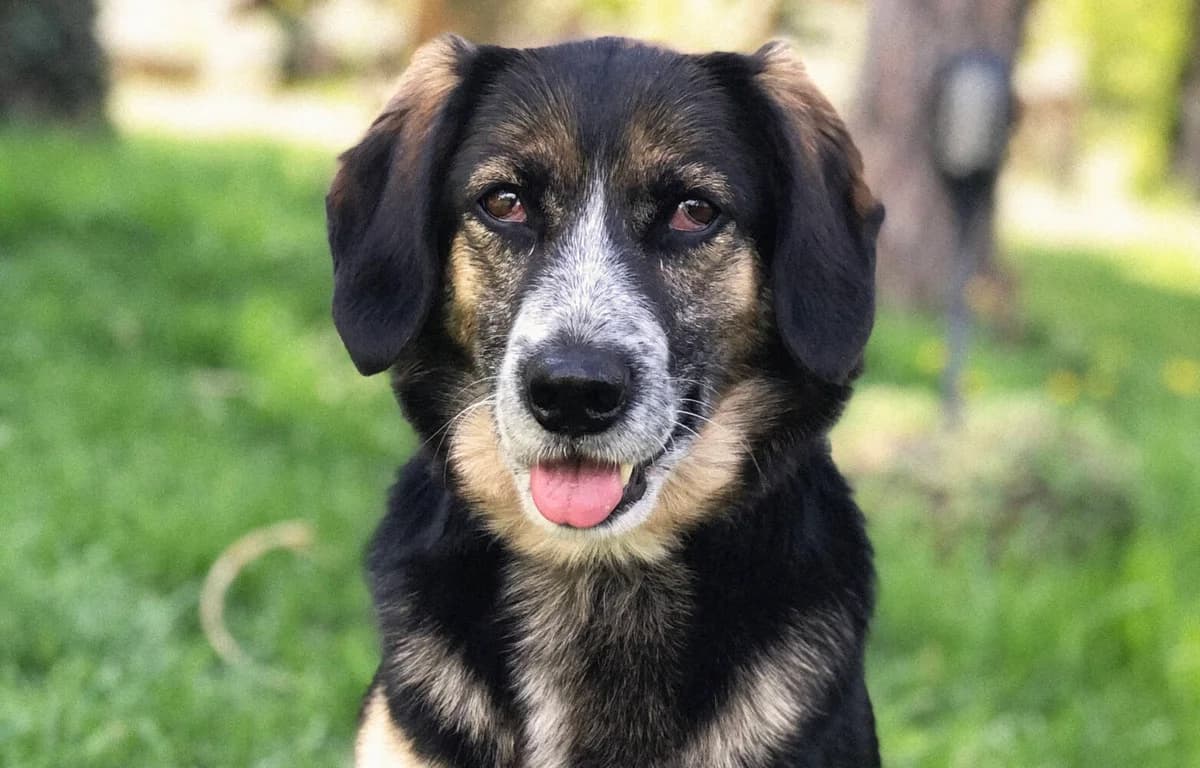Schanya (Pflegestelle 15834 Rangsdorf), female Mixed Breed for adoption at Tierschutzverein Russische Tiere in Not e.V., Gladbeck