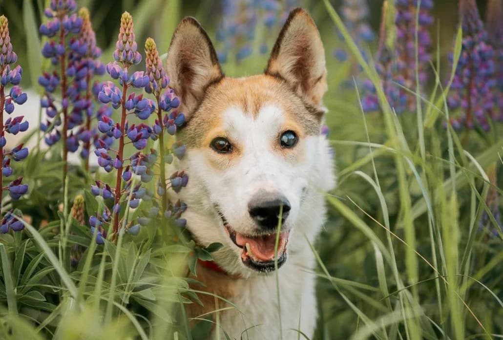 Lada, female 5yo Mixed Breed for adoption at Tierschutzverein Russische Tiere in Not e.V., Gladbeck