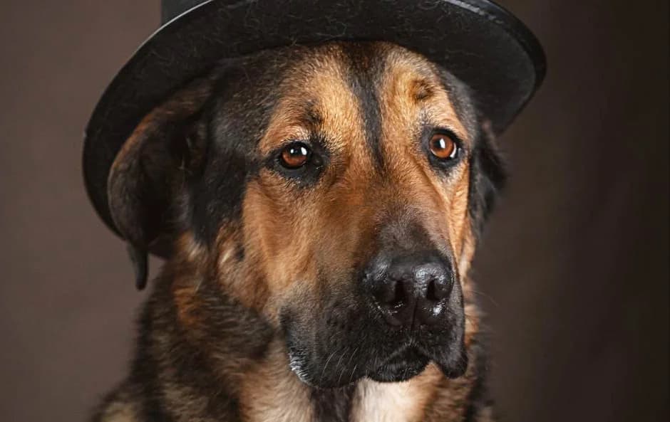 Kado, male young Mixed Breed for adoption at Tierschutzverein Russische Tiere in Not e.V., Gladbeck