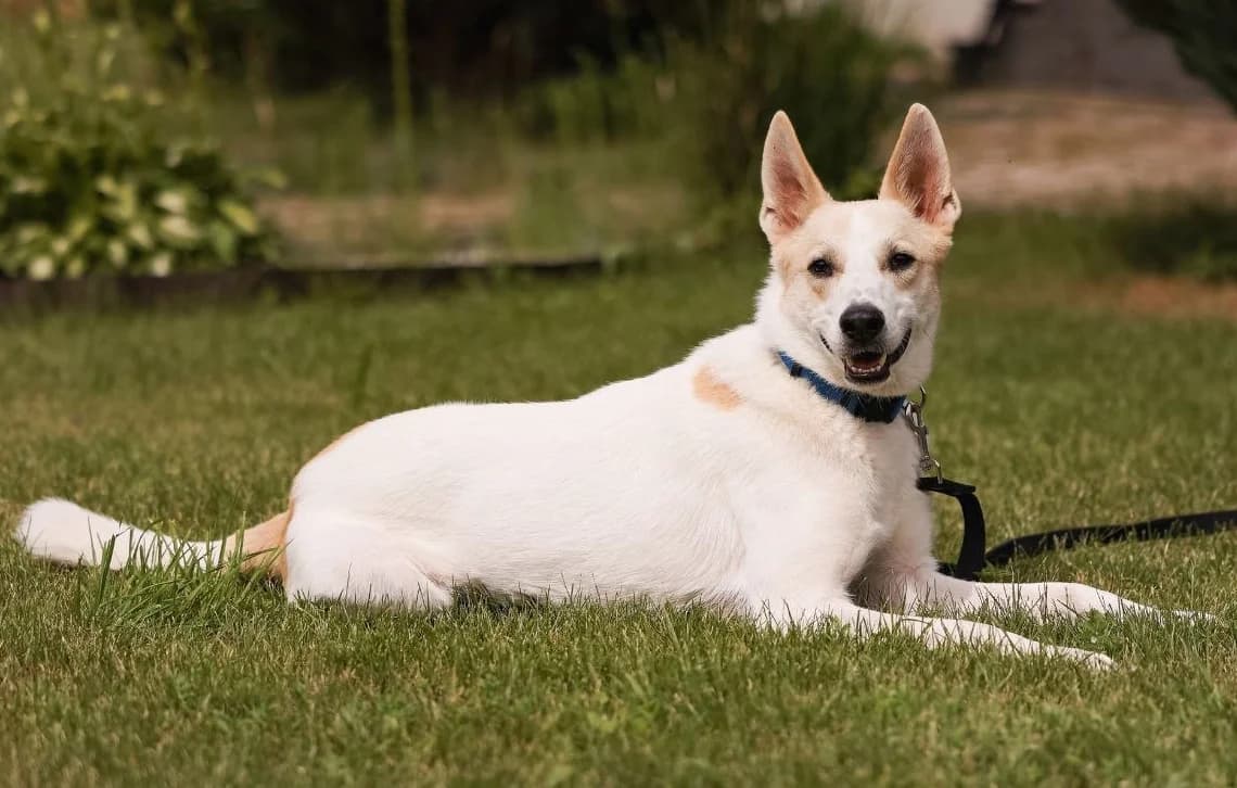 Like, male young Mixed Breed for adoption at Tierschutzverein Russische Tiere in Not e.V., Gladbeck