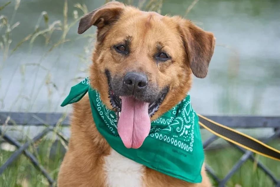 Taif, male 4yo Mixed Breed for adoption at Tierschutzverein Russische Tiere in Not e.V., Gladbeck