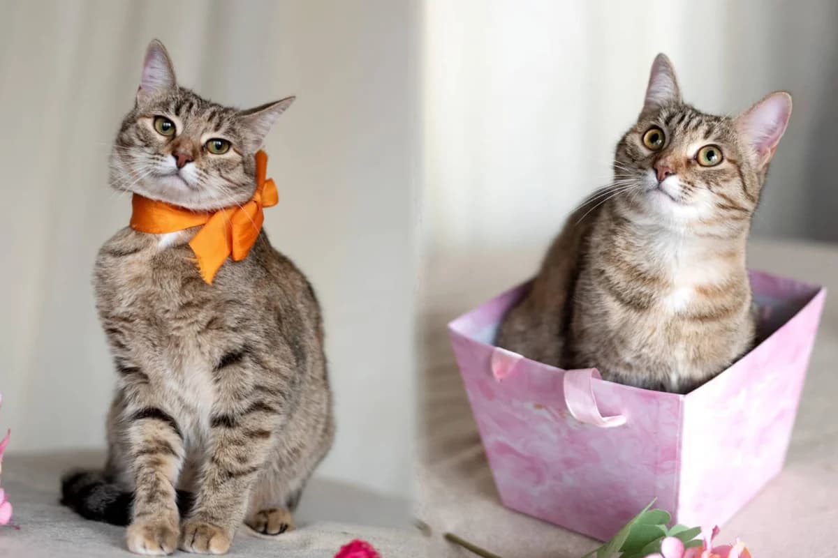 Rysia und Kysia Schwestern, Mixed Breed for adoption at Tierschutzverein Russische Tiere in Not e.V., Gladbeck