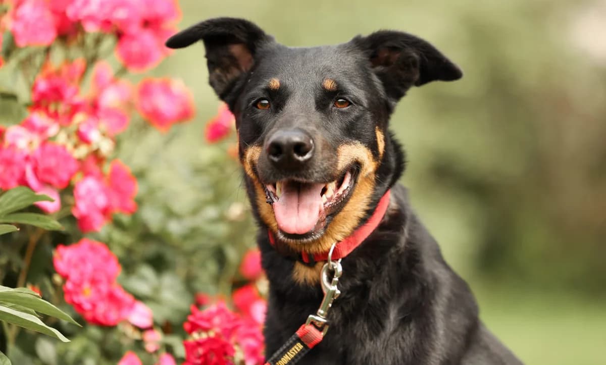 Rokki (reserviert), male 5yo Mixed Breed for adoption at Tierschutzverein Russische Tiere in Not e.V., Gladbeck